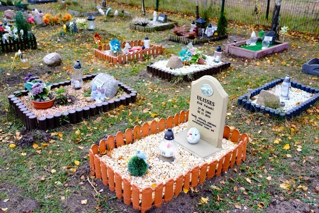 Zdjęcie Gdzie jest cmentarz dla zwierząt? Znajdź godne miejsce pochówku