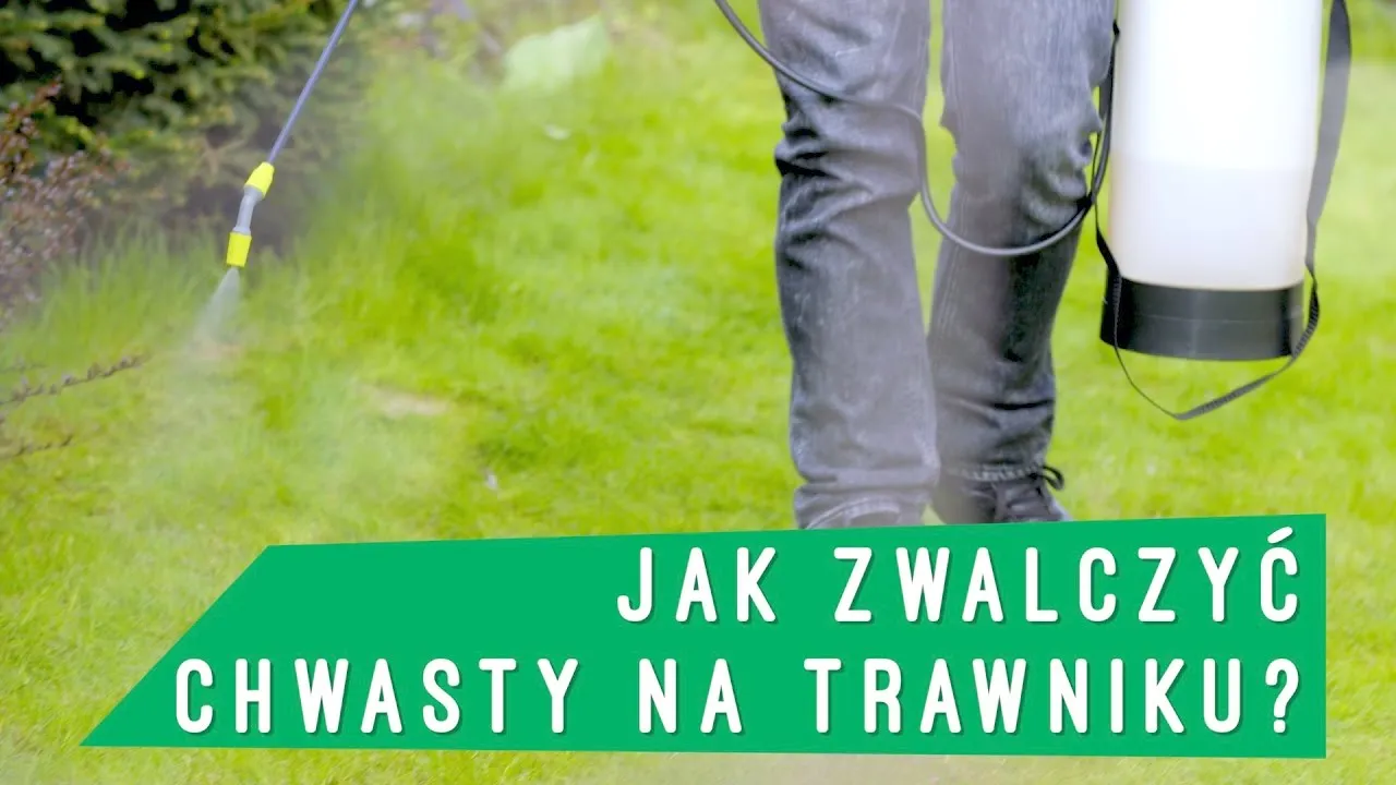 Zdjęcie Skuteczne sposoby na oprysk trawnika od chwastów bez ryzyka