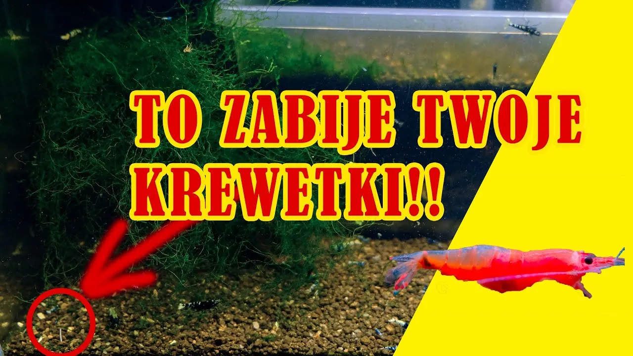 Zdjęcie Co zjada krewetki w akwarium? Odkryj ich sekrety żywieniowe