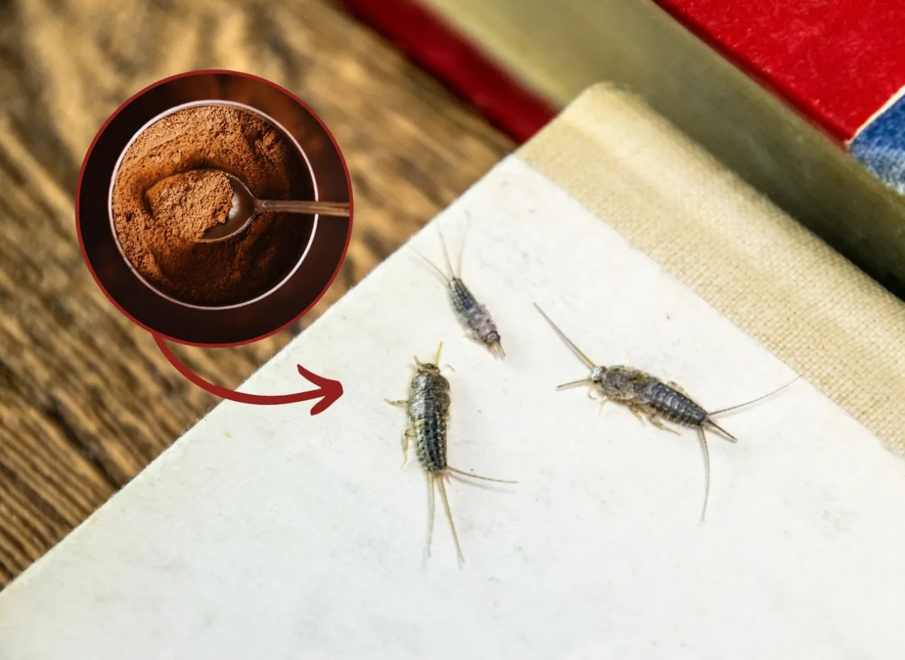 Zdjęcie Skuteczne sposoby na pozbycie się rybików z mieszkania raz na zawsze