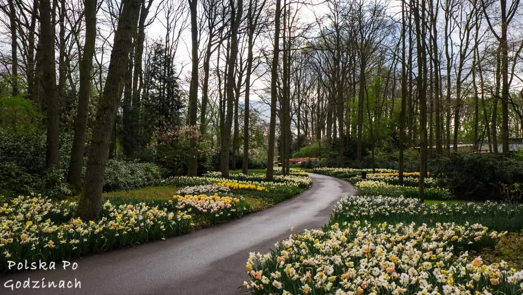 Zdjęcie Keukenhof: kiedy najlepiej jechać? Poznaj idealny czas na wizytę