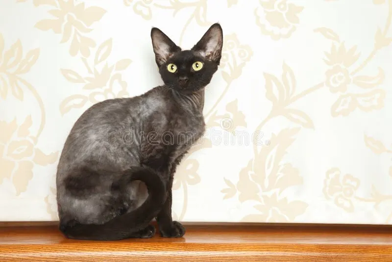 Zdjęcie Czarny Devon Rex: unikalna rasa kota, której nie możesz przegapić