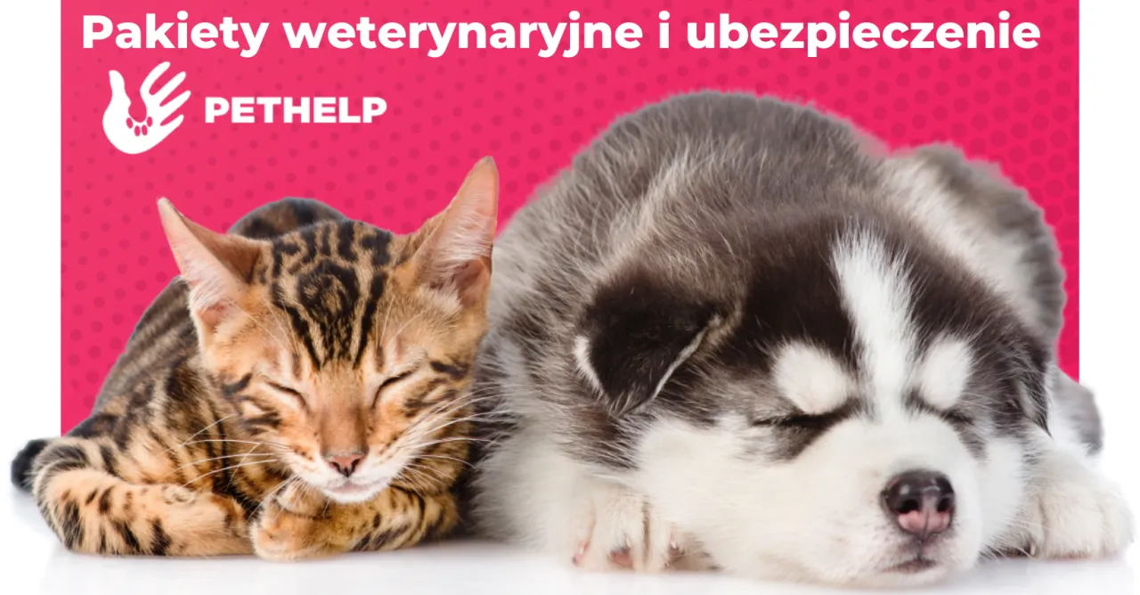 Zdjęcie Ile kosztuje wizyta u weterynarza z kotem? Sprawdź ceny i usługi