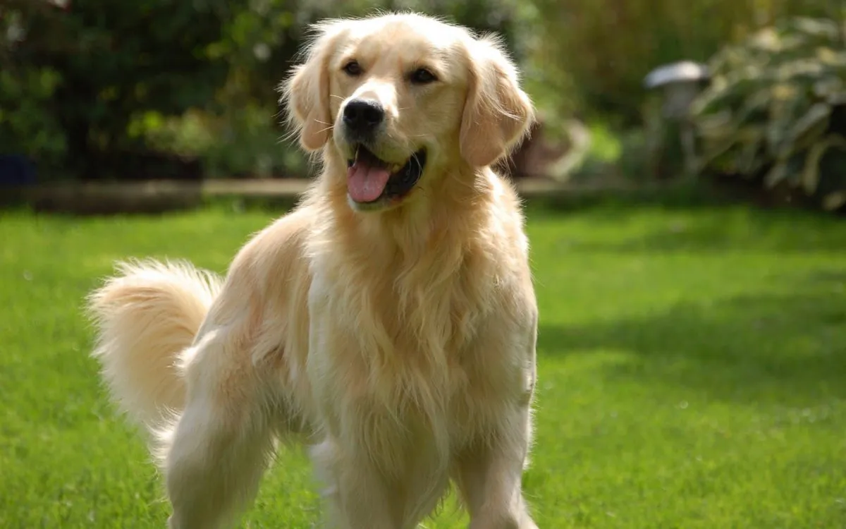 Zdjęcie Czy golden retriever gubi sierść? Odkryj prawdę o linieniu
