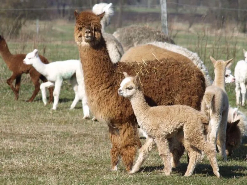 Zdjęcie Hodowla alpak jak zacząć - kluczowe kroki i najważniejsze wymagania