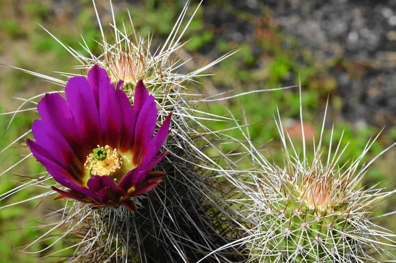 Zdjęcie Kwitnący kaktus co oznacza: tajemnice symboliki i przesądów