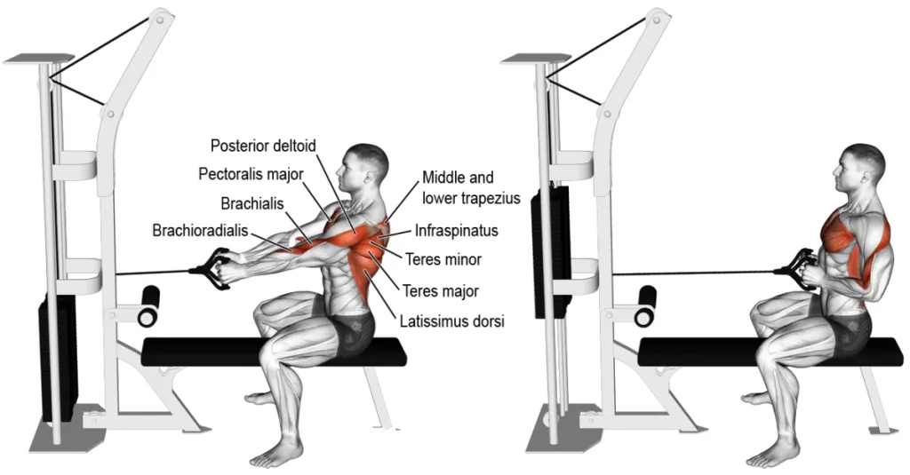 Zdjęcie Ile ćwiczeń na plecy? Odkryj skuteczne plany treningowe dla każdego poziomu