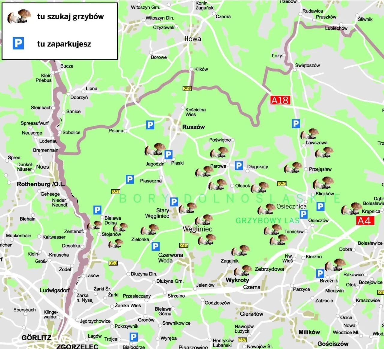 Zdjęcie Najlepsze miejsca gdzie są grzyby na Dolnym Śląsku: aktualna mapa zbiorów