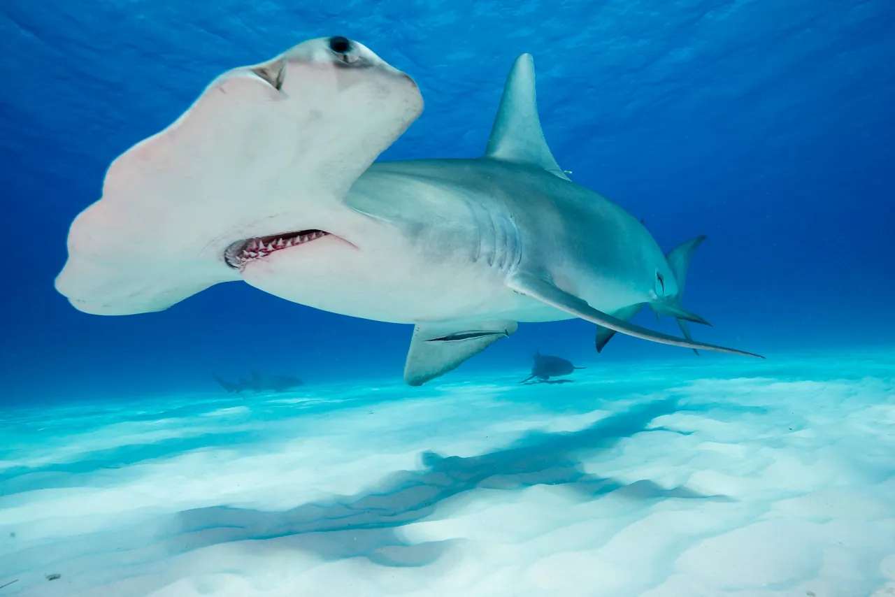 Zdjęcie Czym się żywią rekiny? Zaskakujące fakty o ich diecie i ofiarach
