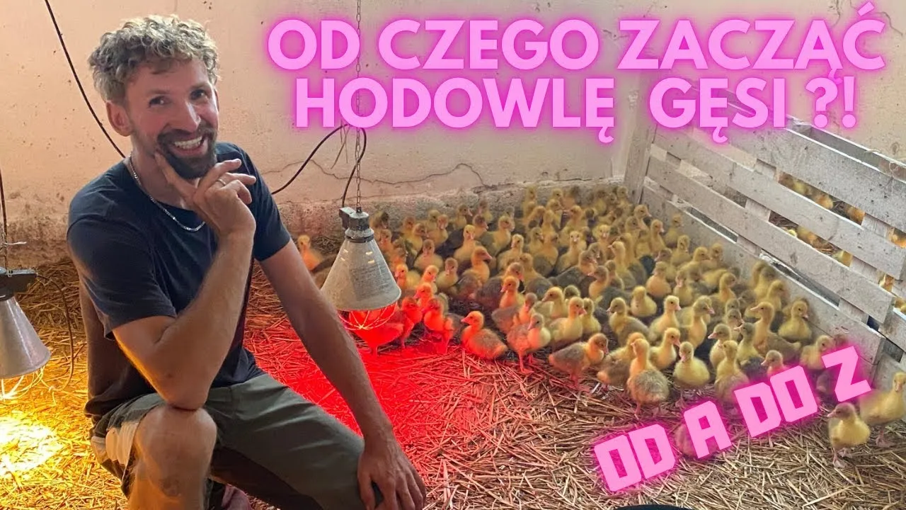 Zdjęcie Hodowla gęsi jak zacząć - kluczowe kroki do sukcesu w farmie