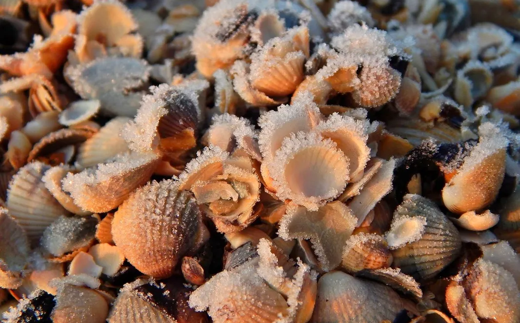 Zdjęcie Jakie muszle występują w Bałtyku? Odkryj ich niezwykłe gatunki