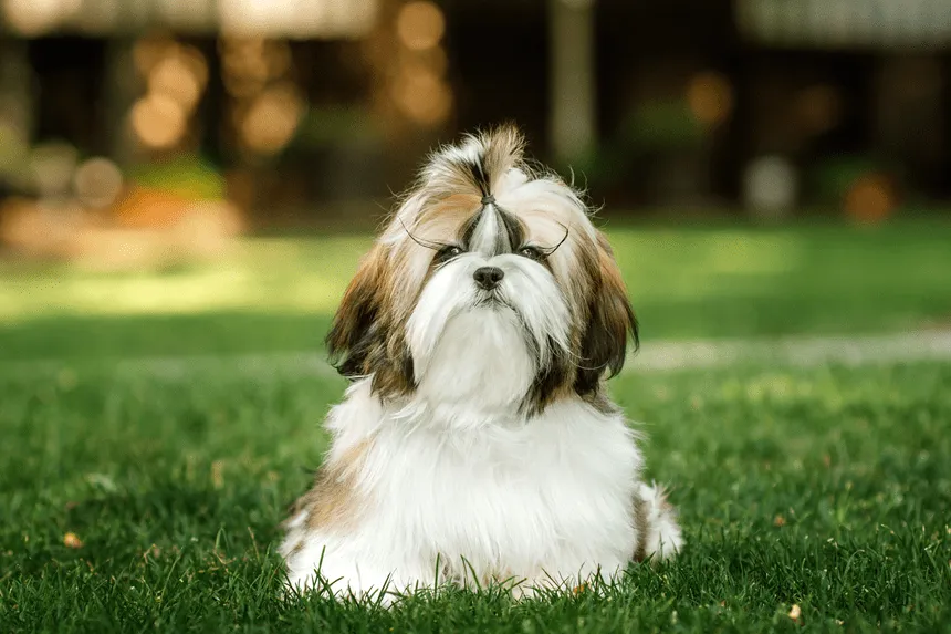 Zdjęcie Shih tzu: czy ten pies będzie odpowiedni dla Twojej rodziny? Kompendium