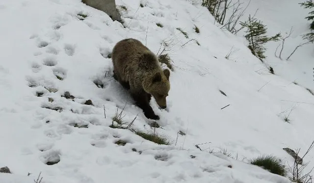 Zdjęcie Czy na Babiej Górze są niedźwiedzie? Rzadkie spotkania i bezpieczeństwo