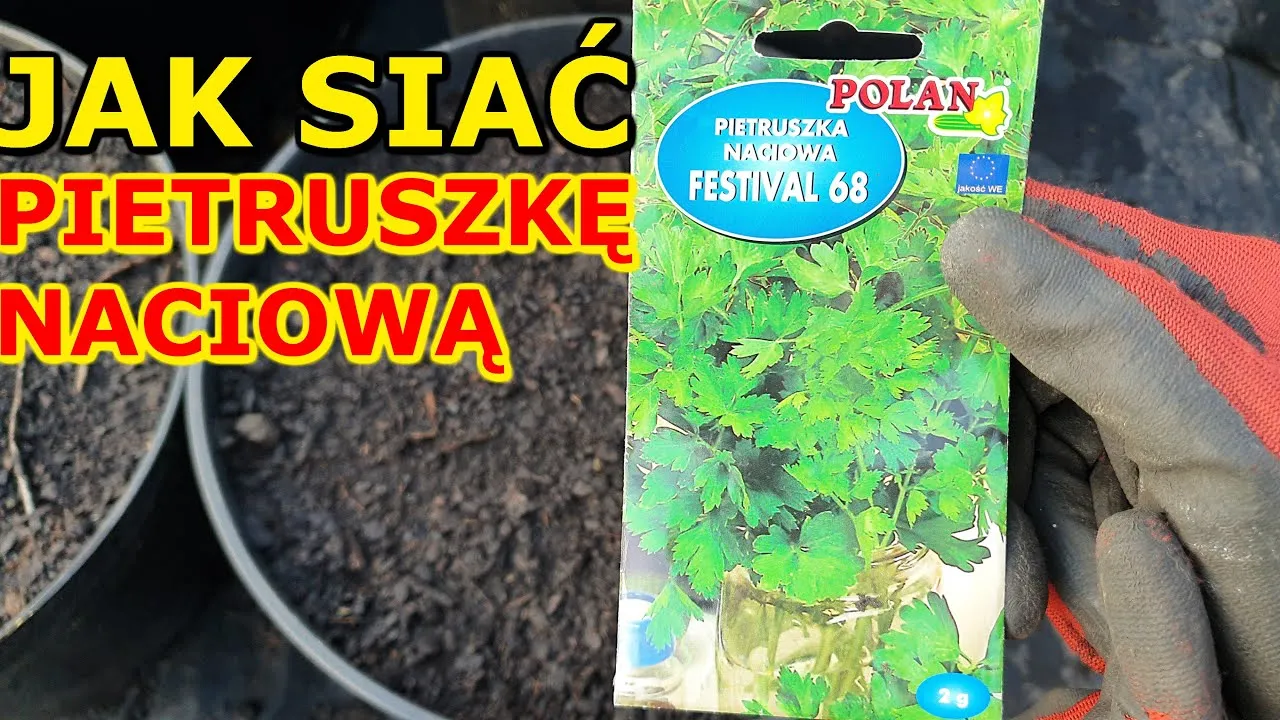 Zdjęcie Jak siać pietruszkę naciową w doniczce, by uniknąć błędów w uprawie