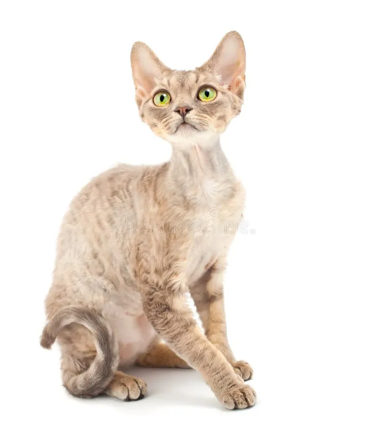 Zdjęcie Biały Devon Rex: piękny kot o wyjątkowym charakterze i pielęgnacji