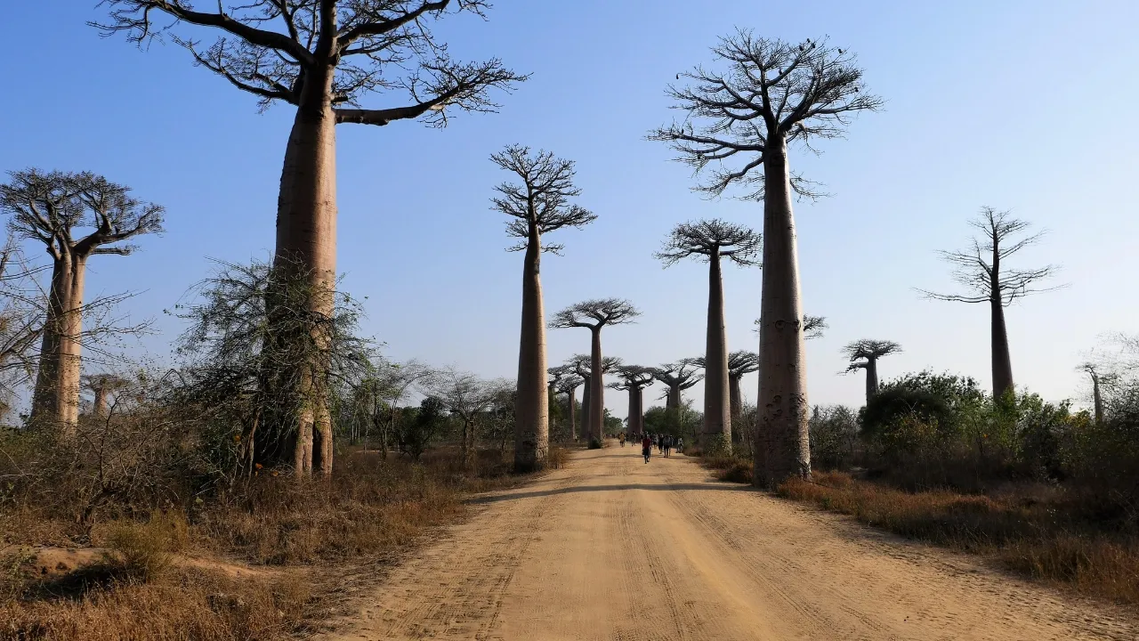 Zdjęcie Ile trwa lot z Polski na Madagaskar? Czas przelotu i porady podróżnicze