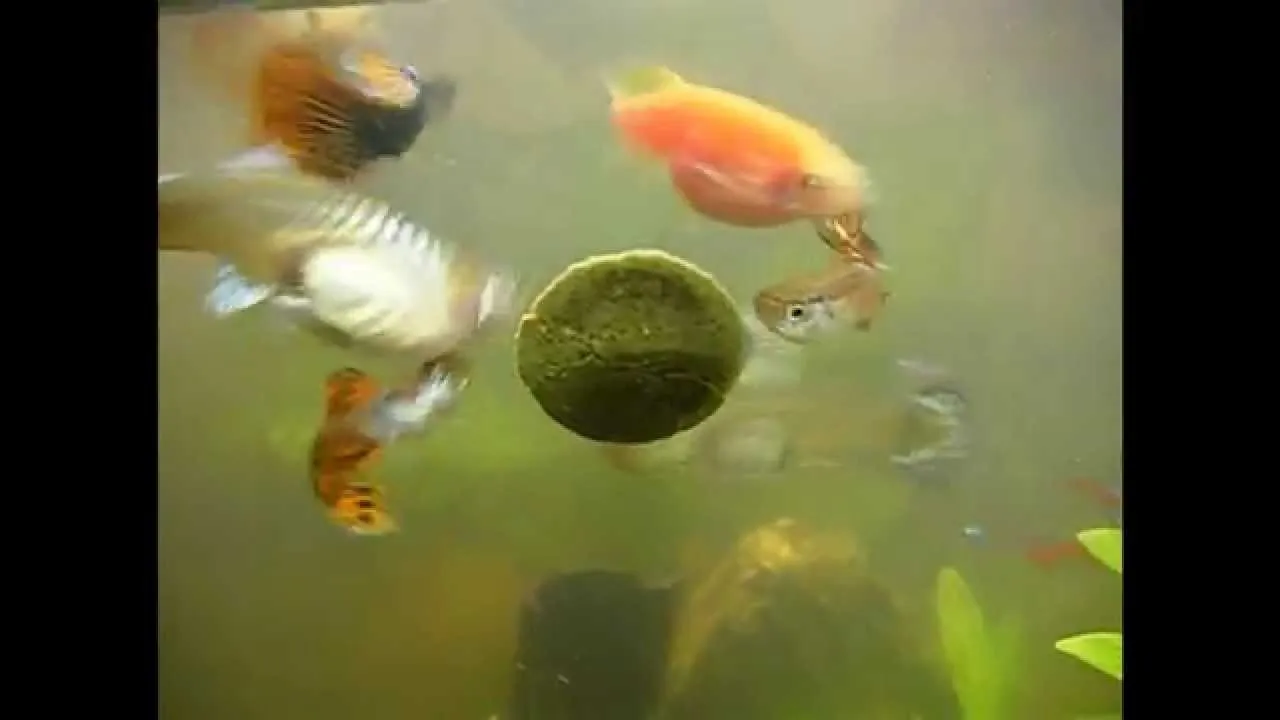 Zdjęcie Ile trwa ciąża u ryby gupik? Odkryj tajemnice ich rozmnażania