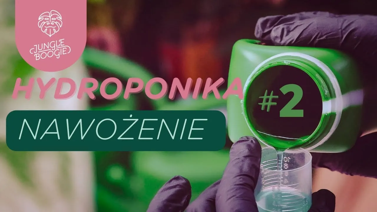 Zdjęcie Najlepszy nawóz do hydroponiki – uniknij błędów w uprawie roślin