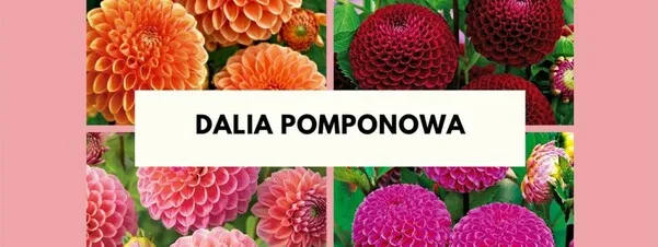 Zdjęcie Dalia jak uprawiać: proste sposoby na piękne kwiaty w ogrodzie