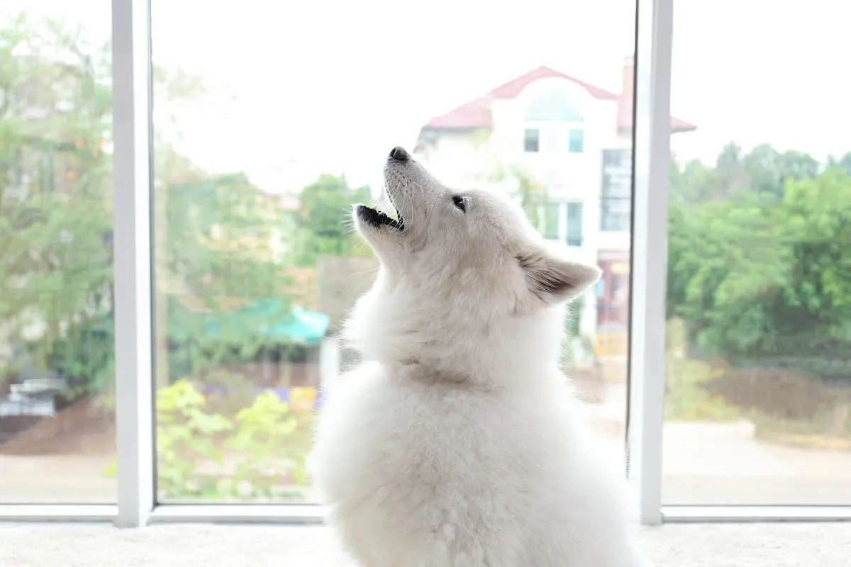 Zdjęcie Dlaczego husky wyje? Odkryj powody i sposoby na to zachowanie