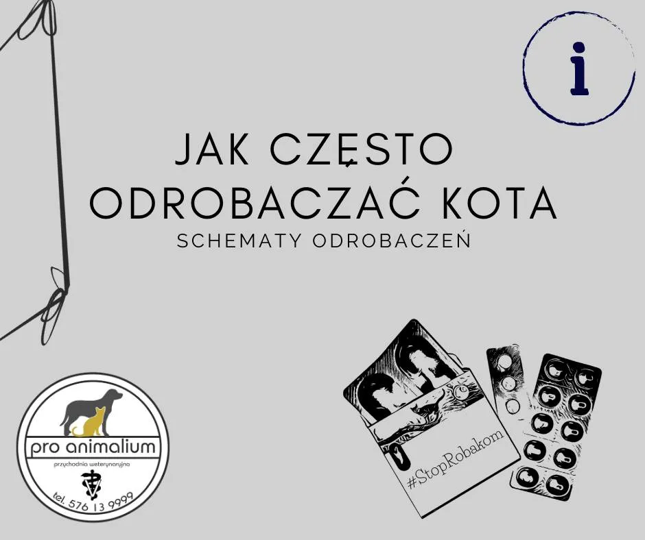 Zdjęcie Jak często odrobaczać kota - szczegółowy schemat dla każdej rasy i wieku