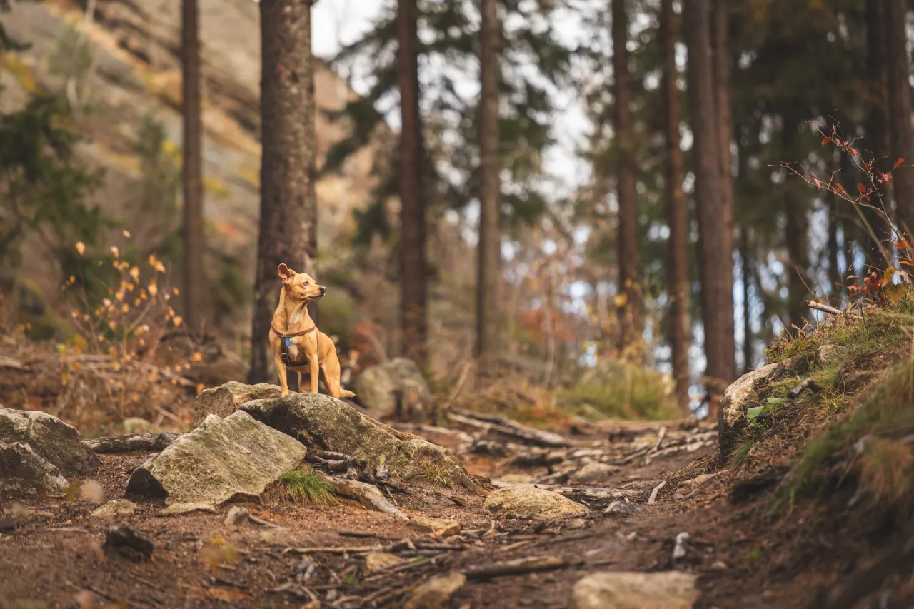 Zdjęcie G&oacute;ry z psem: przewodnik po przepisach, trasach i przygotowaniu