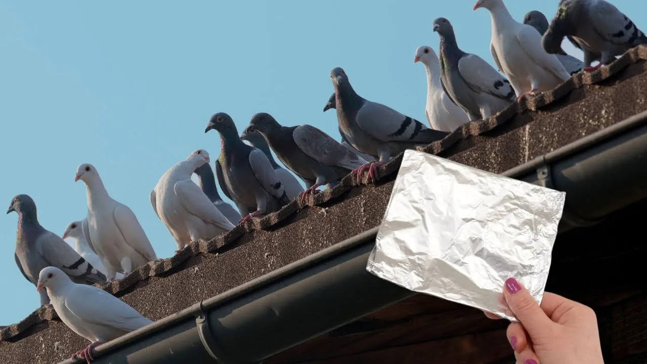 Zdjęcie Skuteczne sposoby na odstraszenie gołębi z balkonu i ich zapobieganie