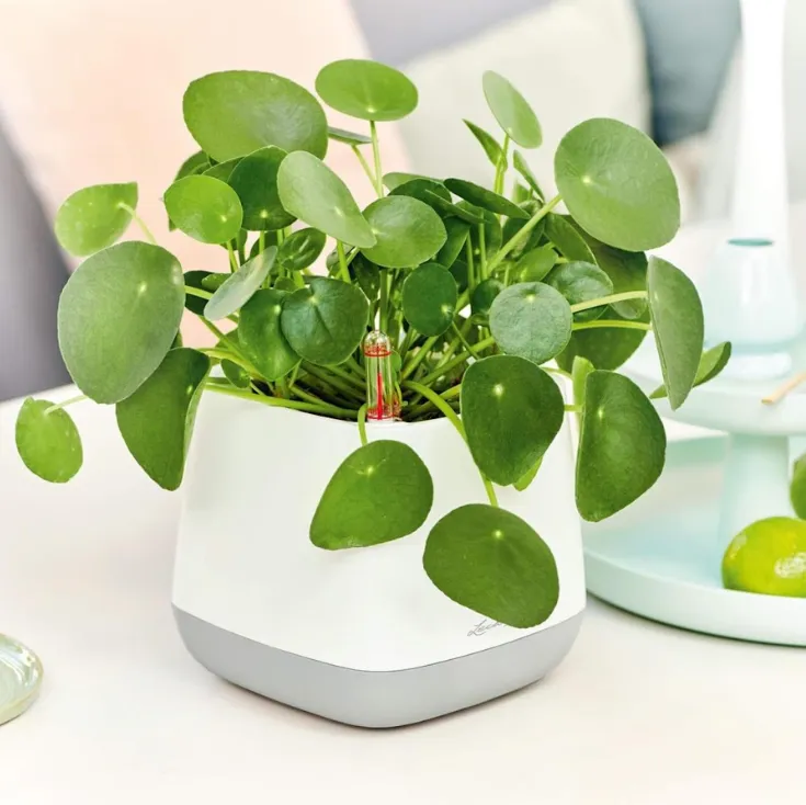 Zdjęcie Pieniążek jak kwitnie? Wywołaj kwiaty i podziwiaj!