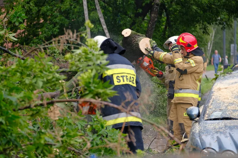 Zdjęcie Czy straż pożarna może usunąć drzewo? Sprawdź, kiedy to możliwe