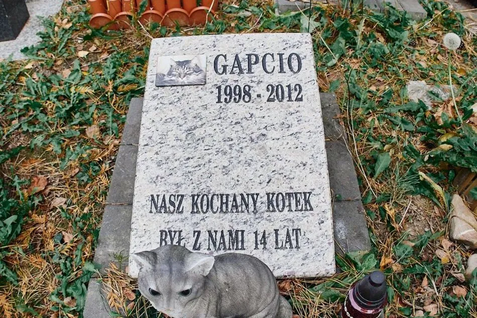 Zdjęcie Gdzie jest cmentarz dla zwierząt? Znajdź godne miejsce pochówku