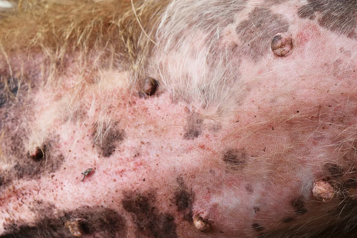 Zdjęcie Ciemne plamy na skórze psa: przyczyny, diagnoza i leczenie