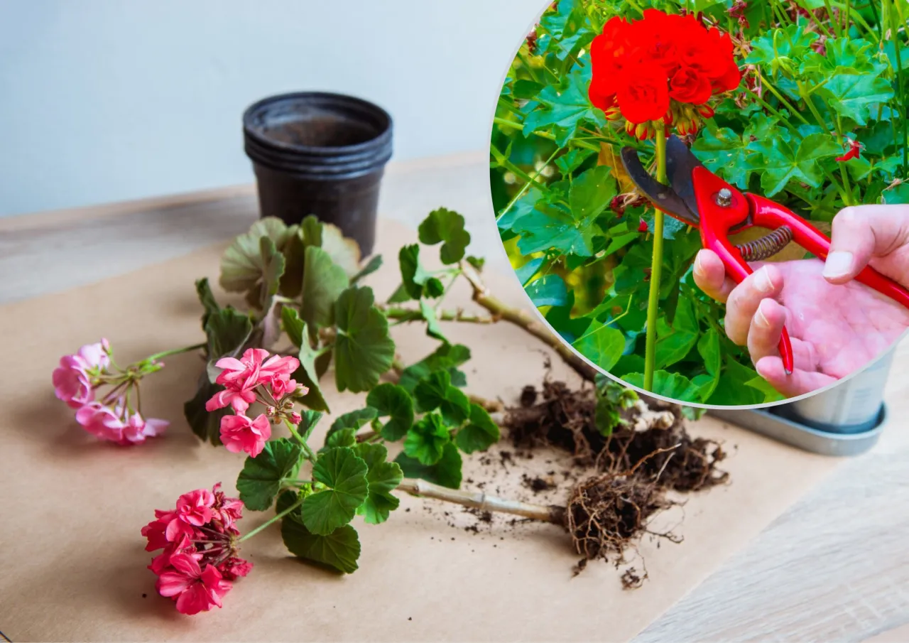 Zdjęcie Jak zimować pelargonie aby przetrwały do wiosny: skuteczne sposoby