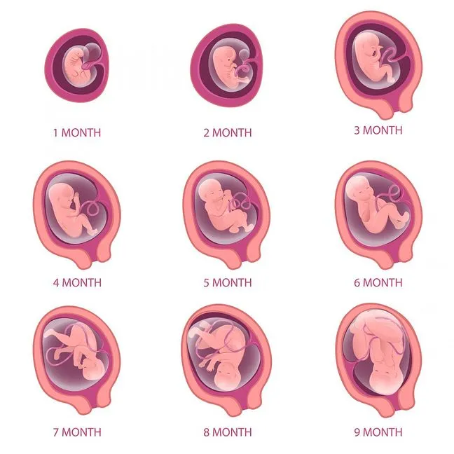 Zdjęcie Jak wygląda dziecko w 5 miesiącu ciąży? Fascynujący rozwój płodu