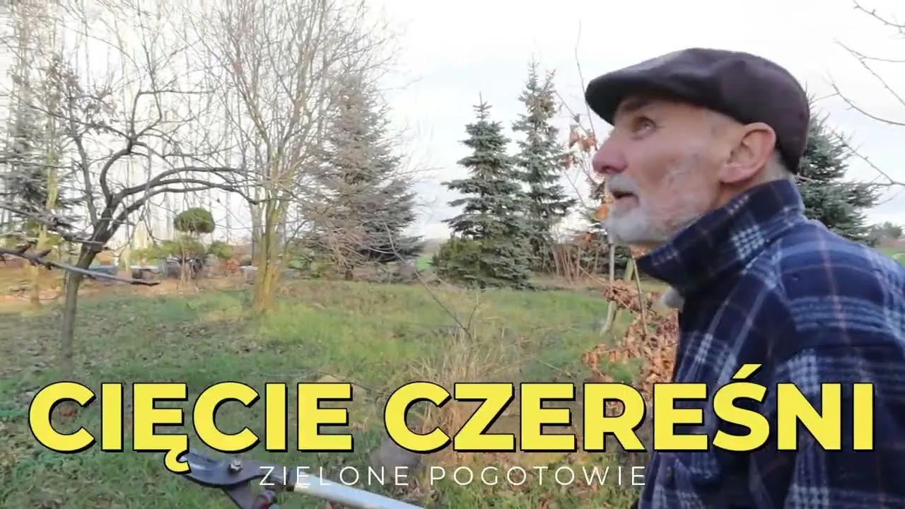 Zdjęcie Jak przycinać czereśnie, aby uniknąć błędów i cieszyć się obfitym plonem