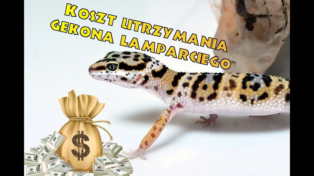Zdjęcie Ile kosztuje gekon? Ceny, które mogą Cię zaskoczyć w Polsce