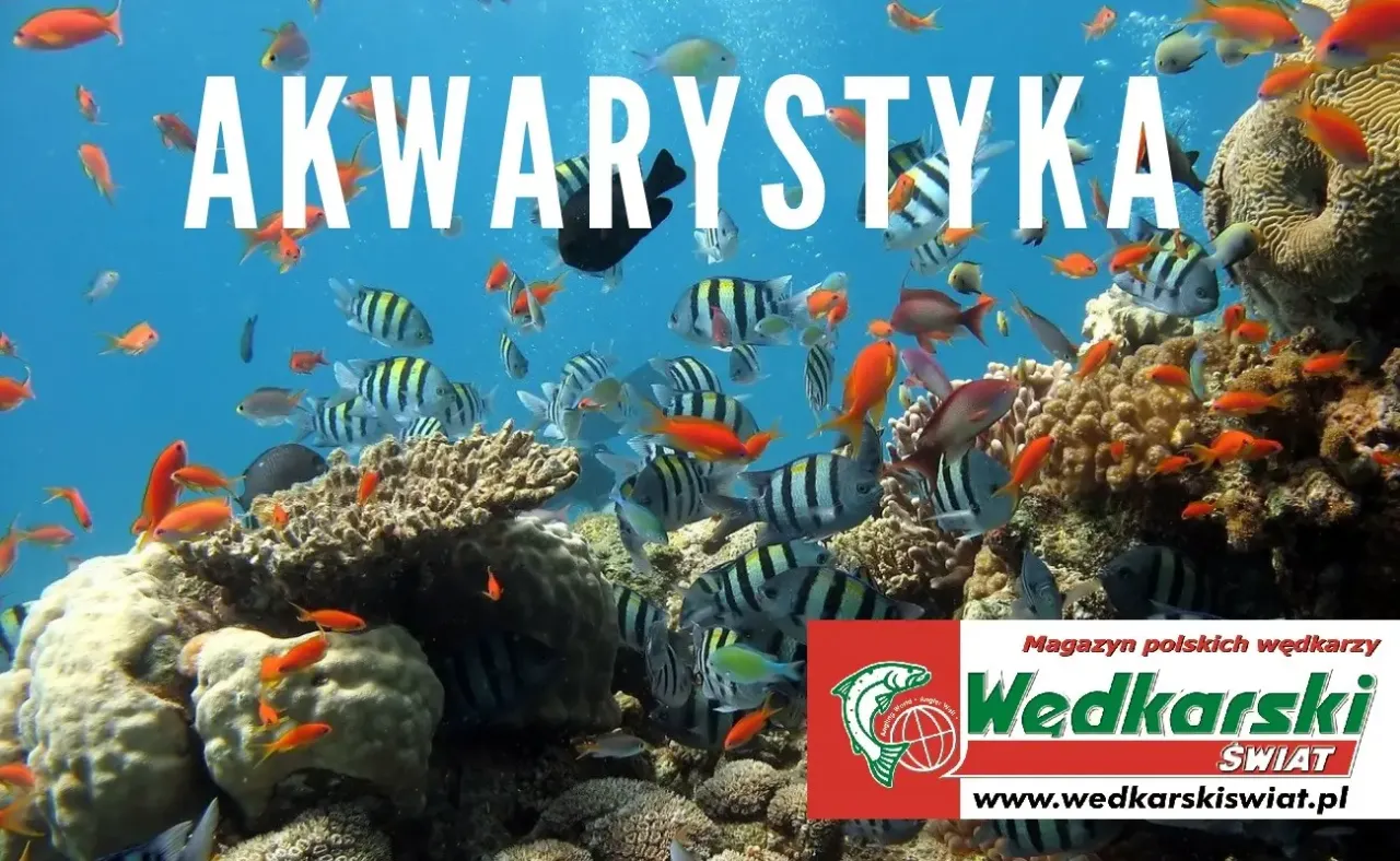 Zdjęcie Jak skutecznie rozmnażać glonojady w akwarium - kluczowe wskazówki