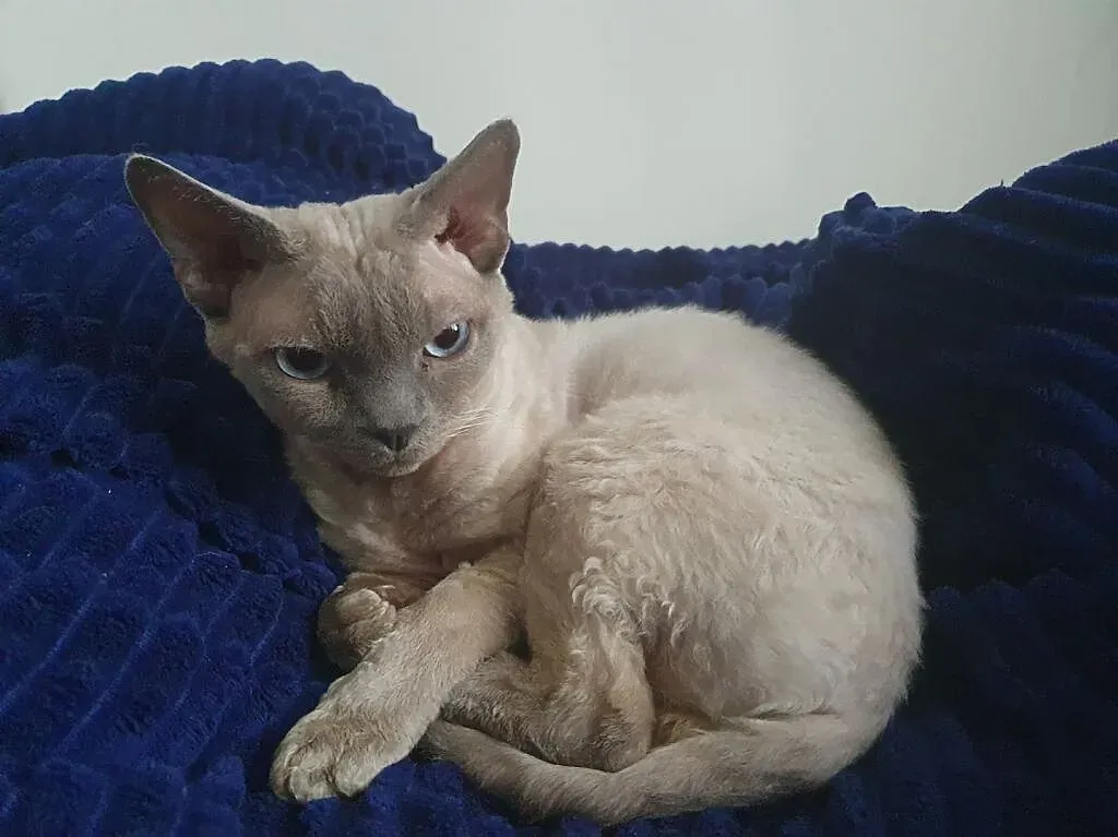 Zdjęcie Devon Rex blue point - piękne kocięta, które skradną Twoje serce
