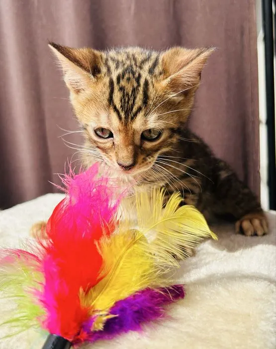 Zdjęcie Devon Rex Lublin – piękne koty na sprzedaż i lokalne hodowle