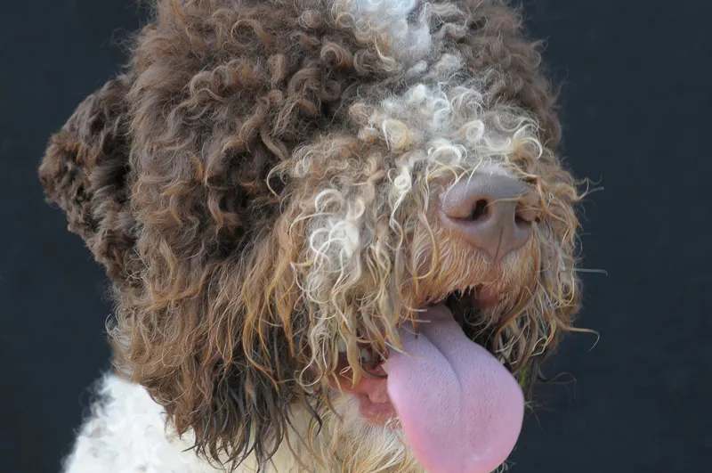 Zdjęcie Lagotto Romagnolo sierść czy włos - poznaj prawdę o ich futrze