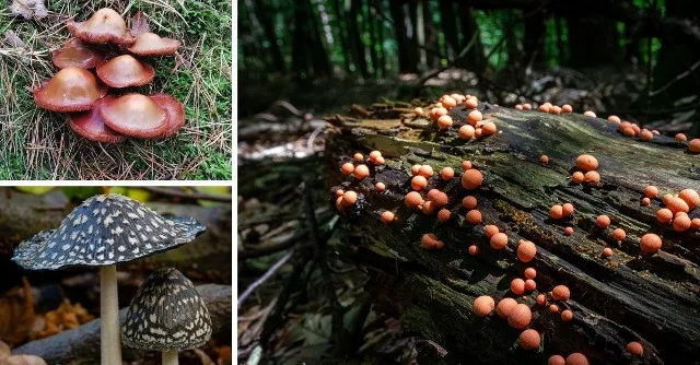 Zdjęcie Gdzie na grzyby Szczecin - najlepsze miejsca na udane grzybobranie