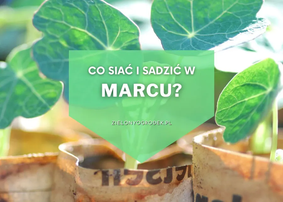 Zdjęcie Co sieje w marcu? Sprawdź, jakie warzywa i kwiaty posadzić teraz