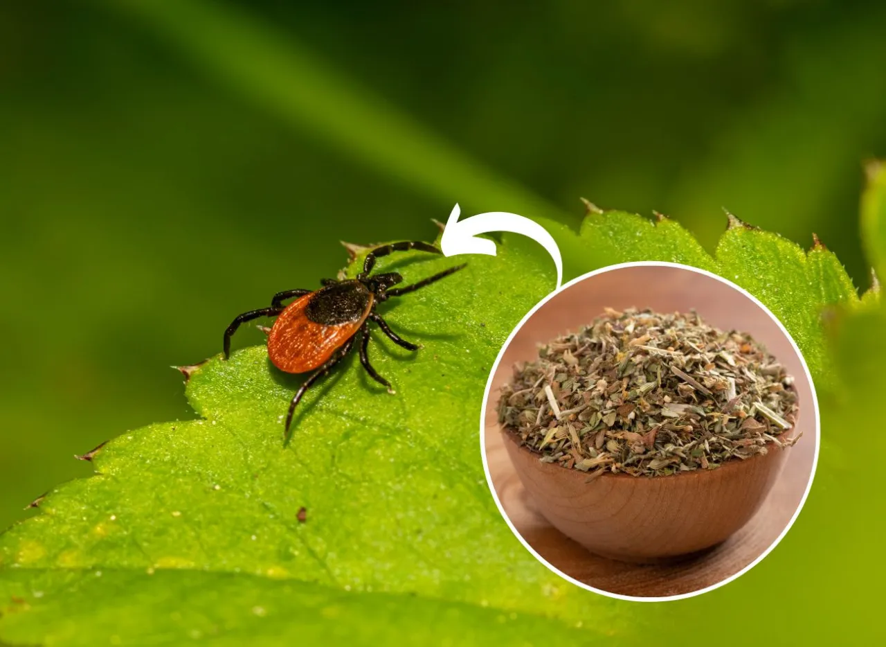Zdjęcie Jakich zapachów nie lubią kleszcze? Naturalne sposoby na ochronę przed pasożytami