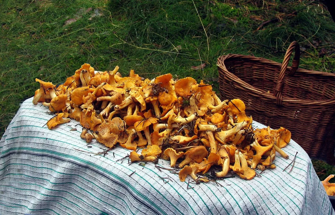 Zdjęcie Świętokrzyskie gdzie na grzyby - najlepsze miejsca na grzybobranie