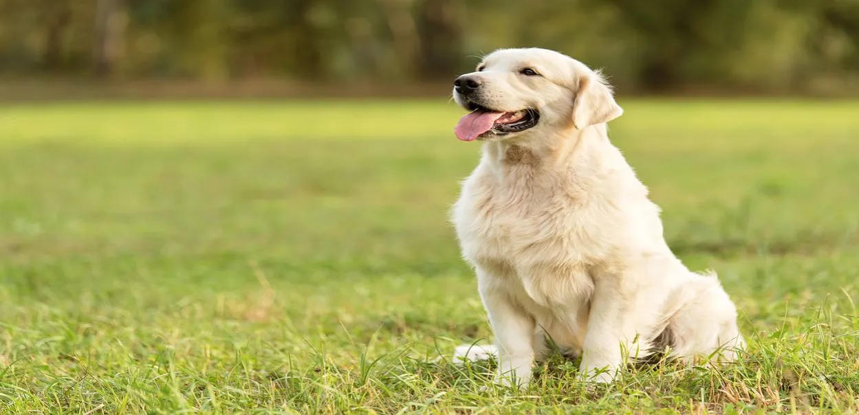 Zdjęcie Jak często kąpać golden retrievera, aby uniknąć problemów ze skórą?
