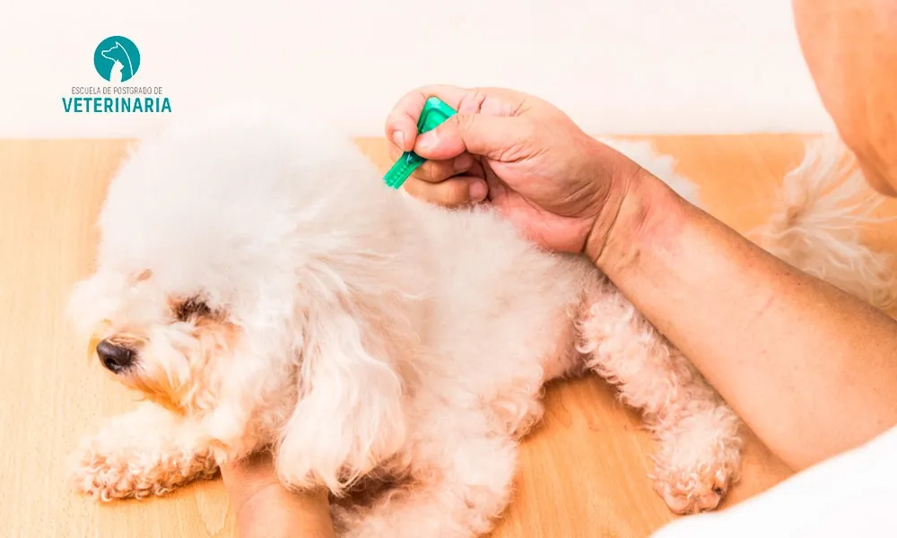 Zdjęcie Los mejores desparasitadores para perros: protege a tu mascota hoy