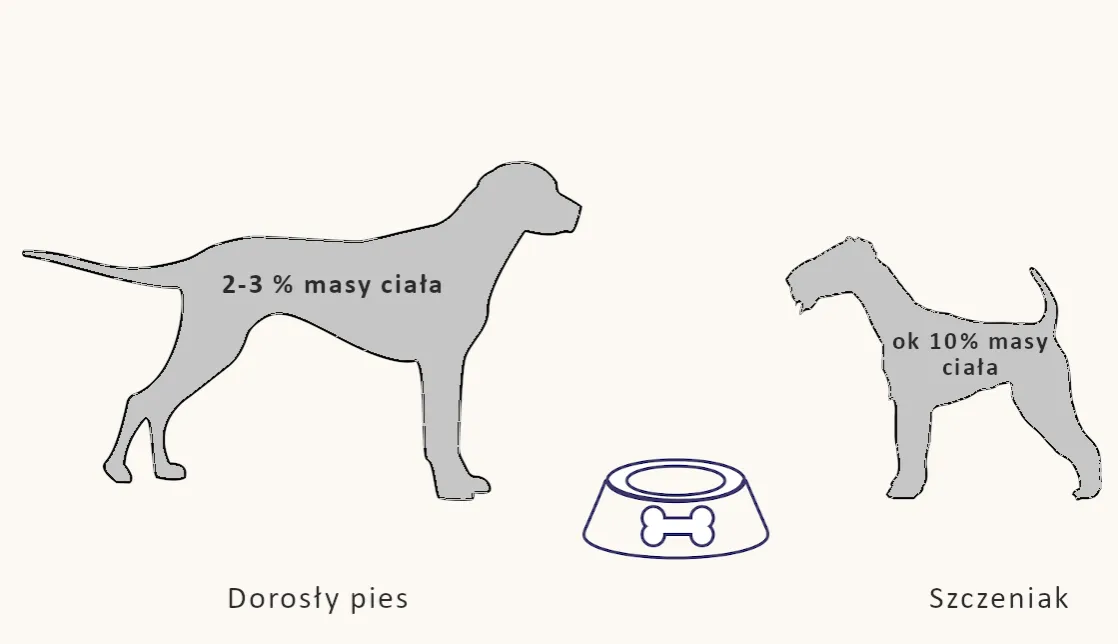 Zdjęcie Ile surowego mięsa dla psa? Poznaj idealne proporcje dla zdrowia