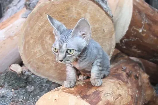 Zdjęcie Hodowla Devon Rex w Mazowieckiem - Kocięta czekają na Ciebie