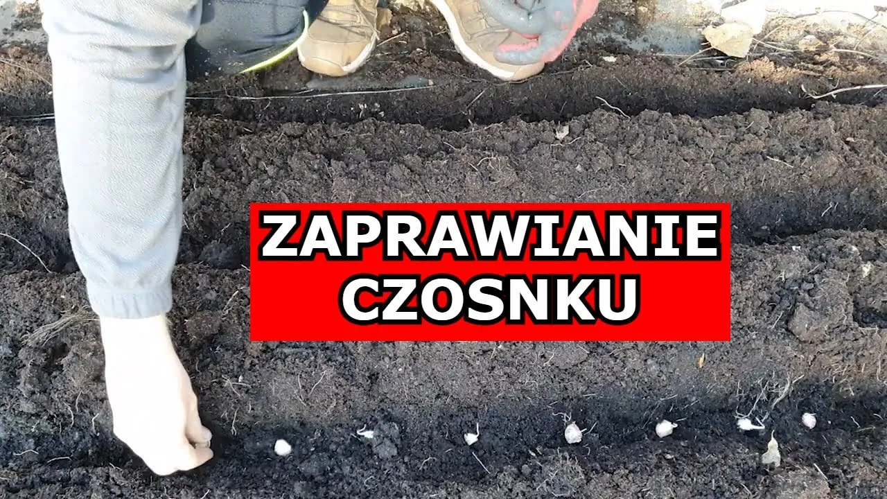Zdjęcie Czym zaprawiać czosnek przed sadzeniem, aby uniknąć chorób i szkodników
