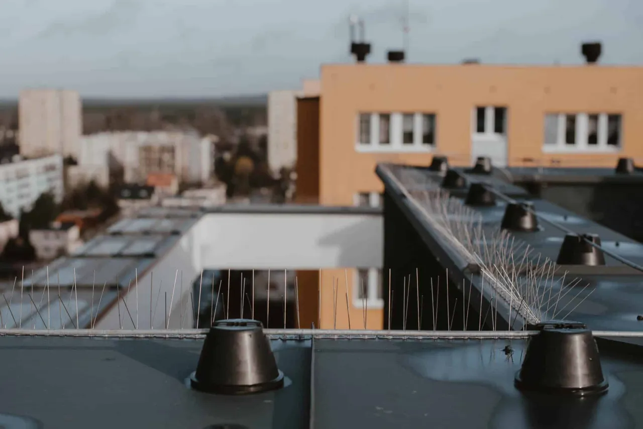 Zdjęcie Skuteczne sposoby na zabezpieczenie parapetu przed gołębiami