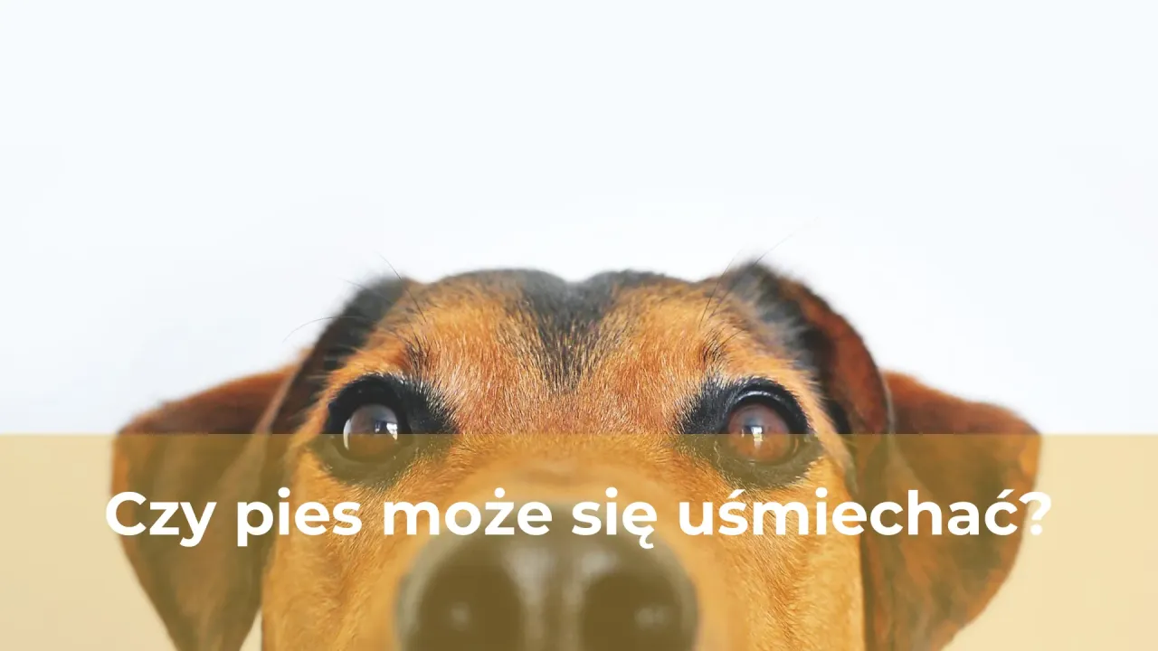 Zdjęcie Czy pies może jeść smalec? Oto niebezpieczeństwa, które musisz znać